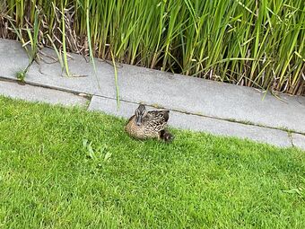 IMG_0581